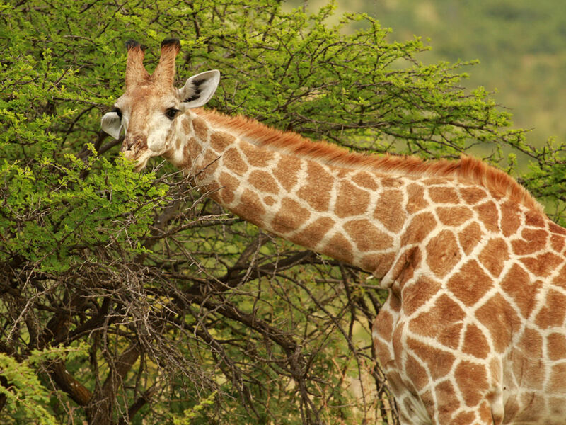 Görkemli Güney Afrika ve Safari 7 Gece - THY ile 19 Mart (Ramazan Bayramı Özel) (CPT - JNB) AT098