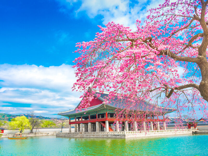 Comfort Japonya & Kore Turu Türk Hava Yolları ile 7 Gece Ekstra Turlar ve Çay Seremonisi Dahil Sakura Dönemi